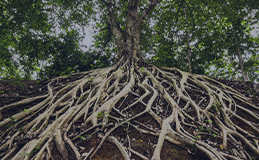 Tree roots graphic